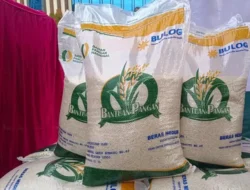 Bulog Siapkan Ratusan Ribu Ton Beras untuk Program Bantuan Pangan